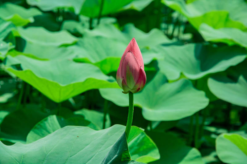 荷花初绽 绿叶环绕图片