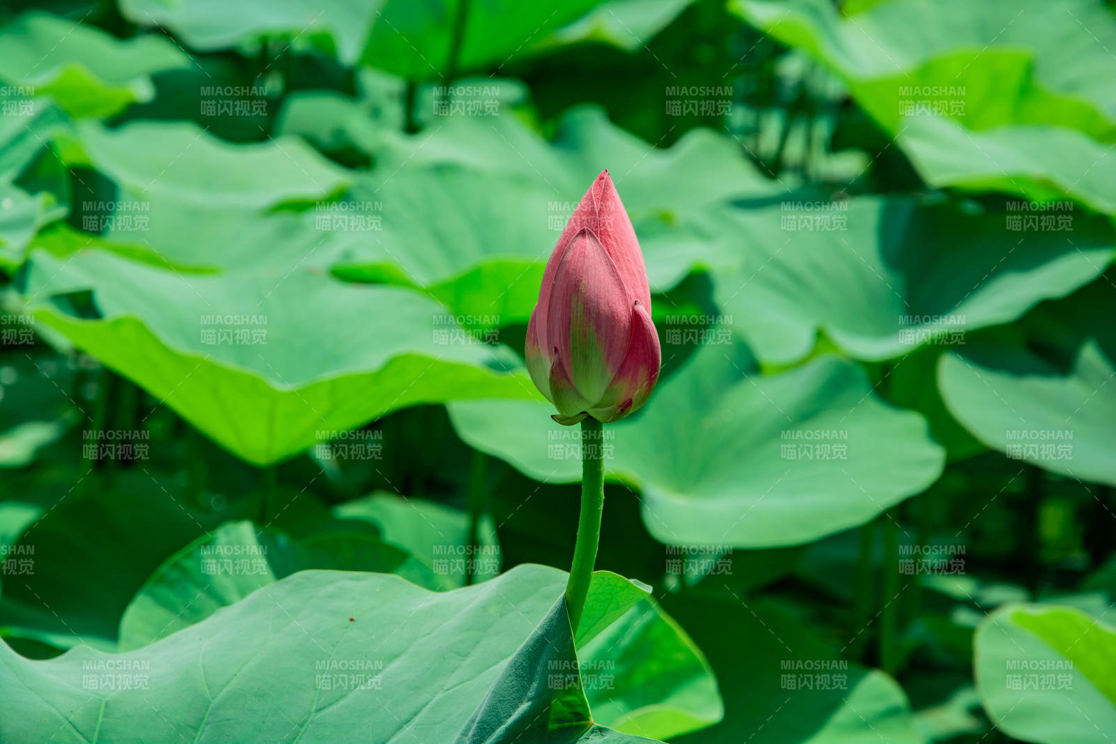 荷花初绽 绿叶环绕图片