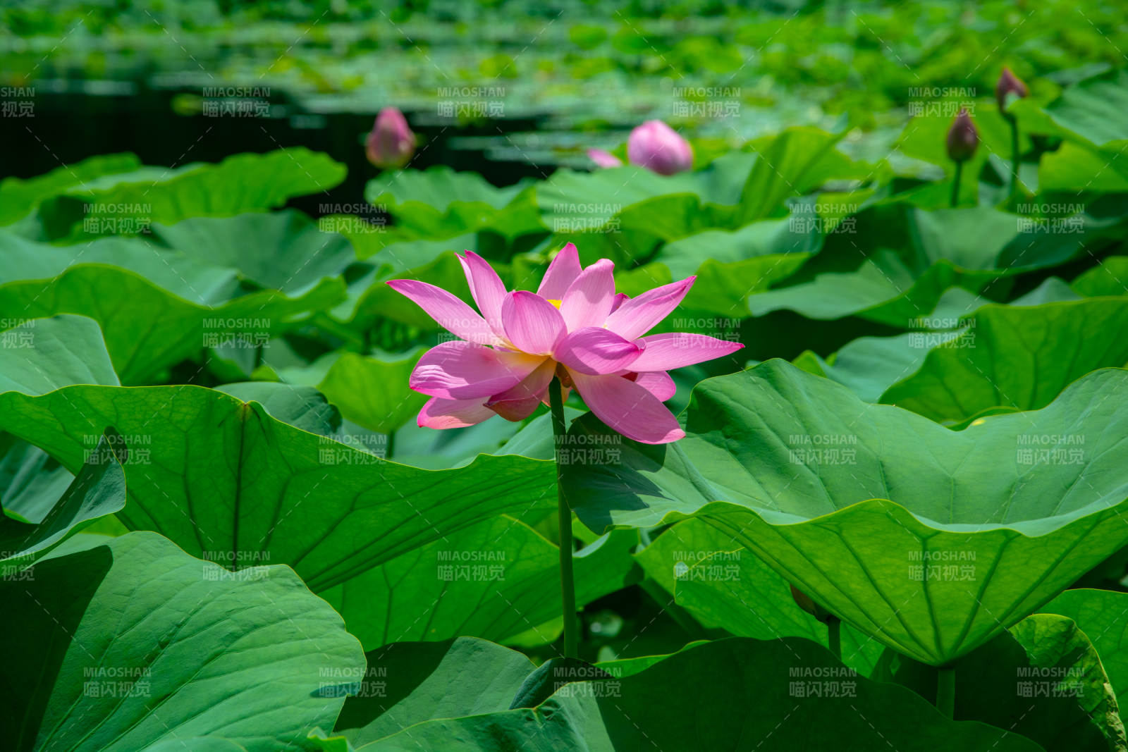 荷花盛开绿叶间图片