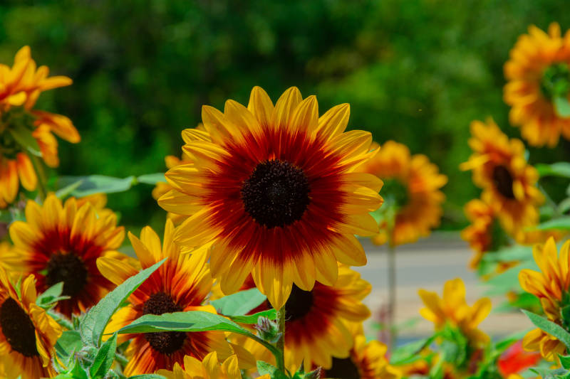 向日葵绽放美景图片