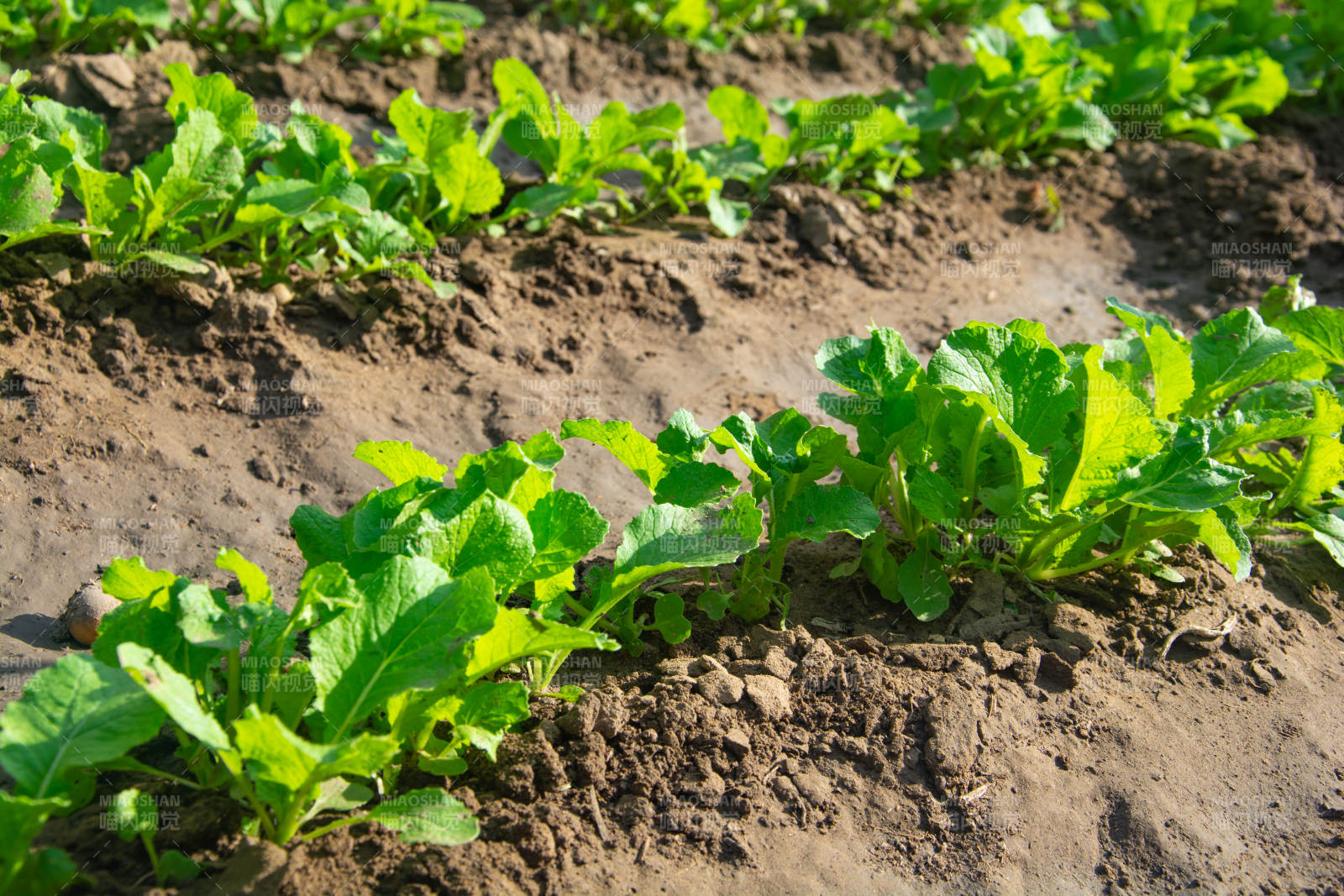 绿叶菜田间生长图片