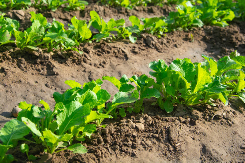 绿叶菜田间生长图片