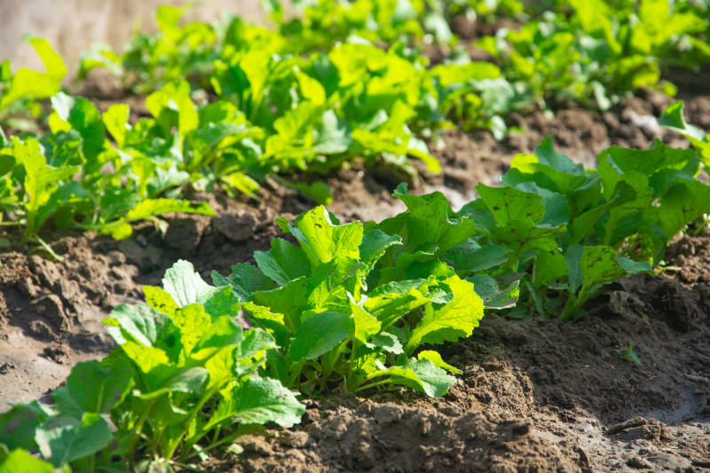 绿叶菜田间生长图片