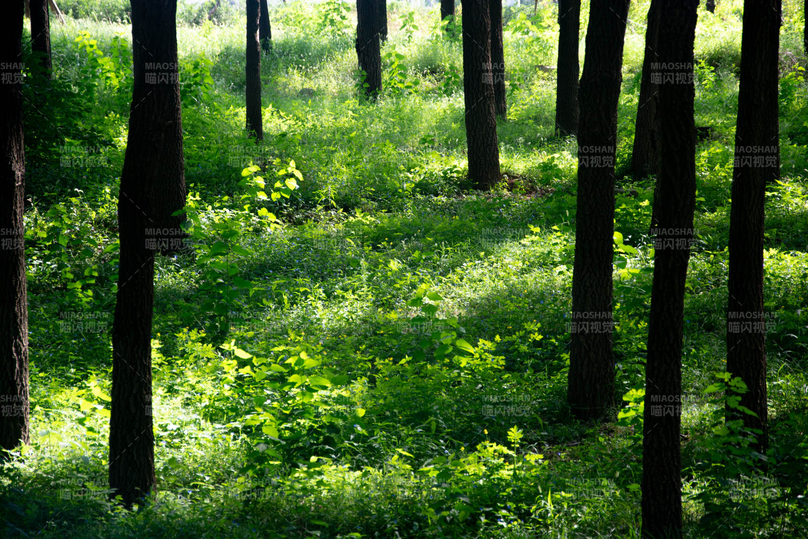 林间光影图片