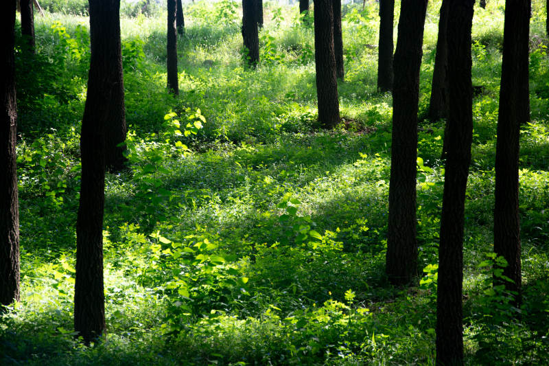 林间光影图片