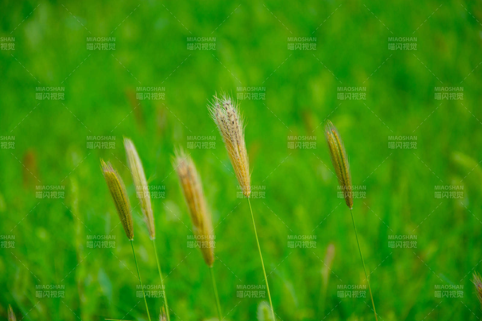 绿野中的草穗图片