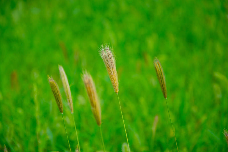 绿野中的草穗图片