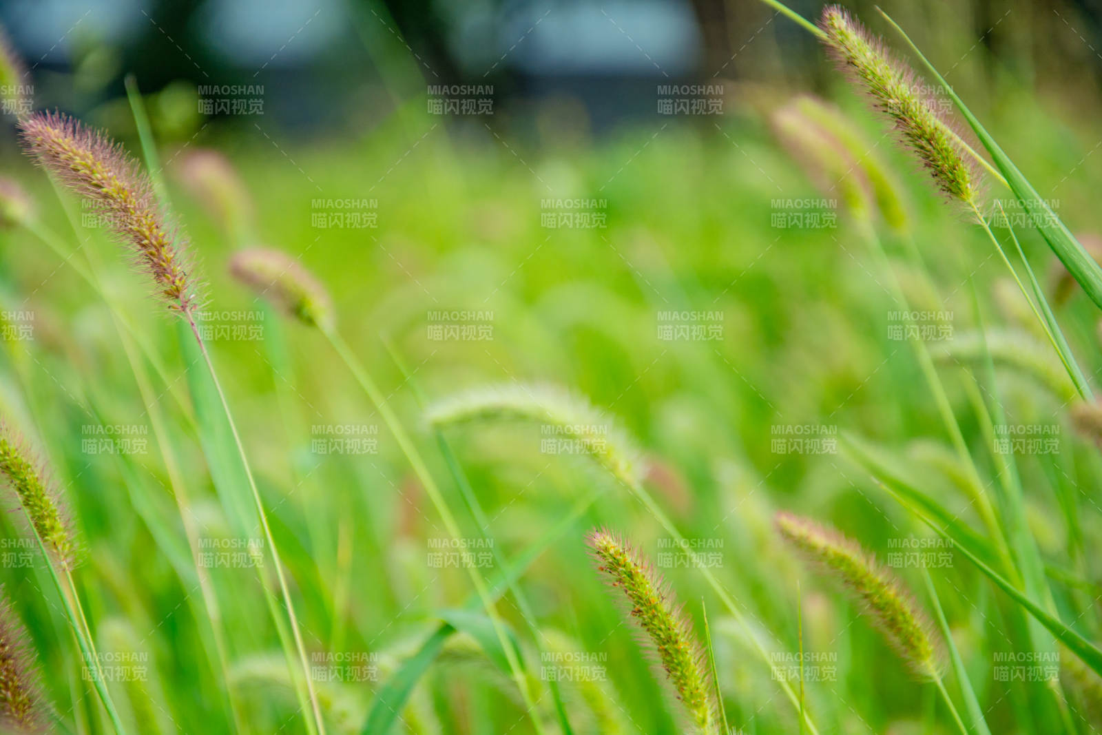 绿草轻摇风中舞图片