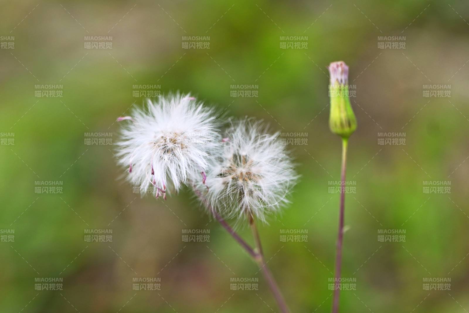 蒲公英的种子飘散图片
