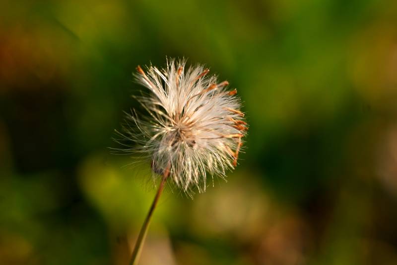 蒲公英的种子头图片