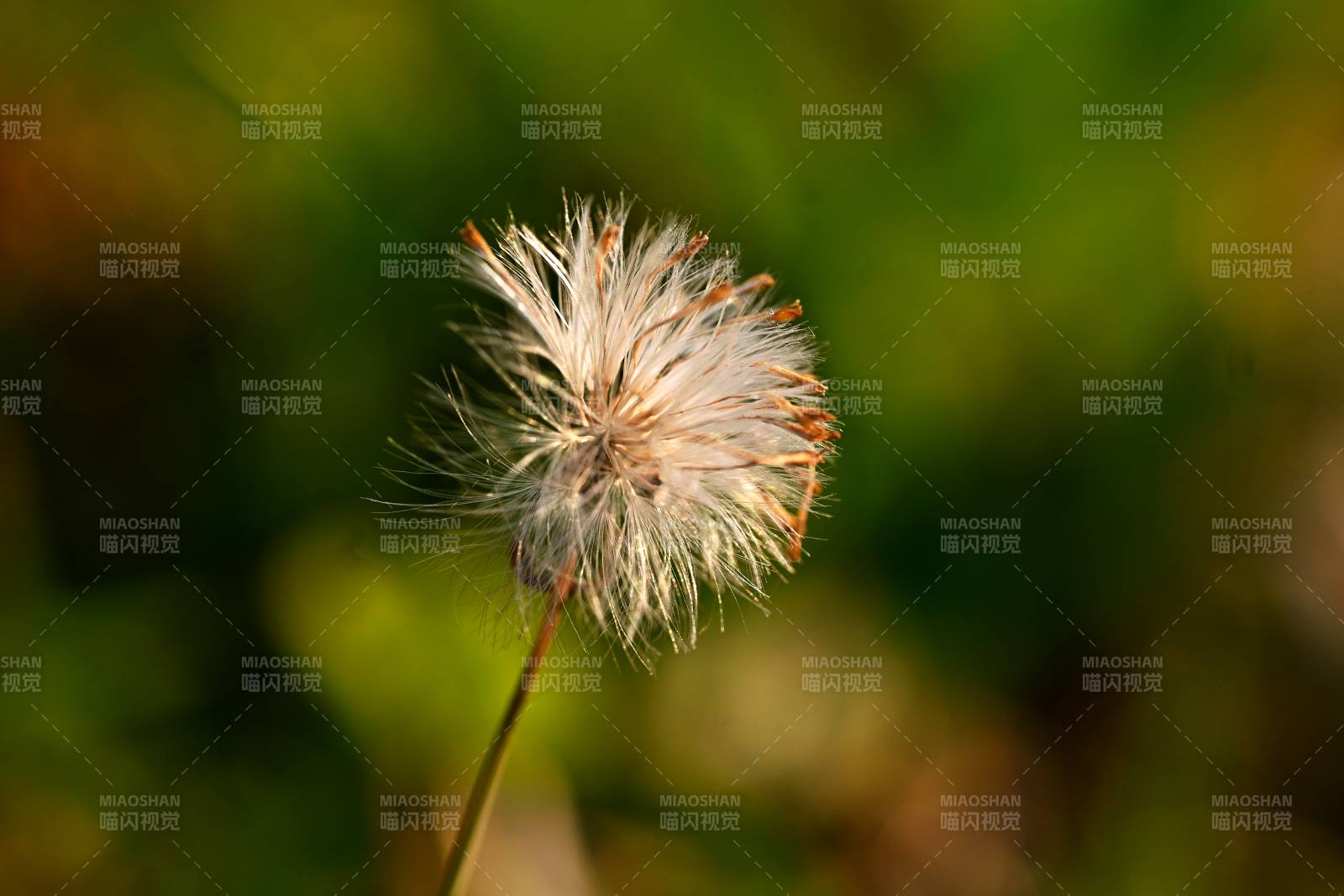 蒲公英的种子头图片