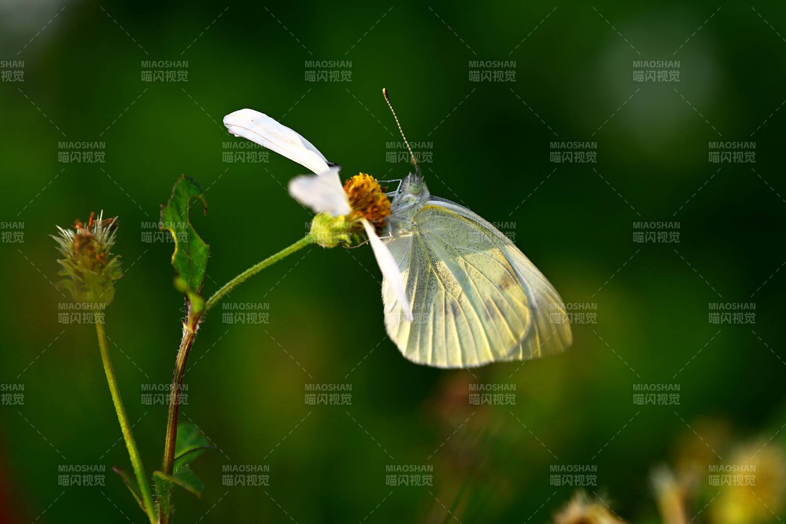 白蝶栖花图片