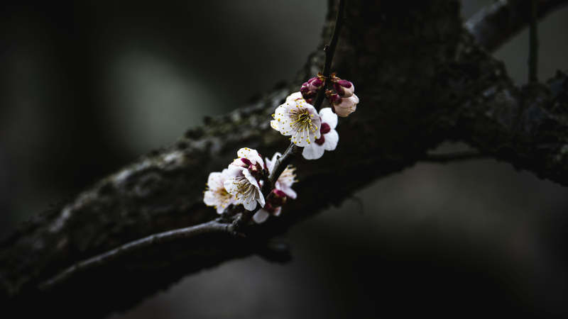 梅花绽放枝头图片