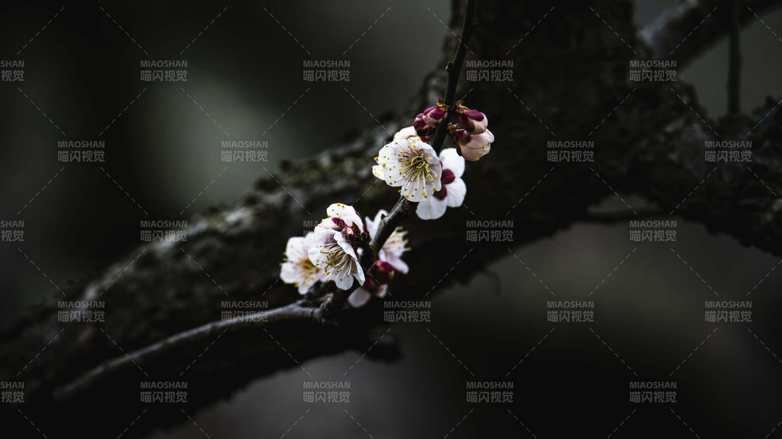 梅花绽放枝头图片