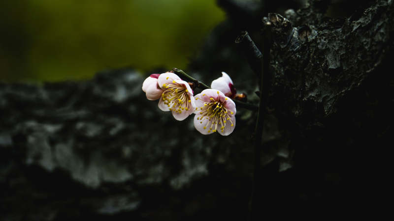 梅花绽放枝头图片
