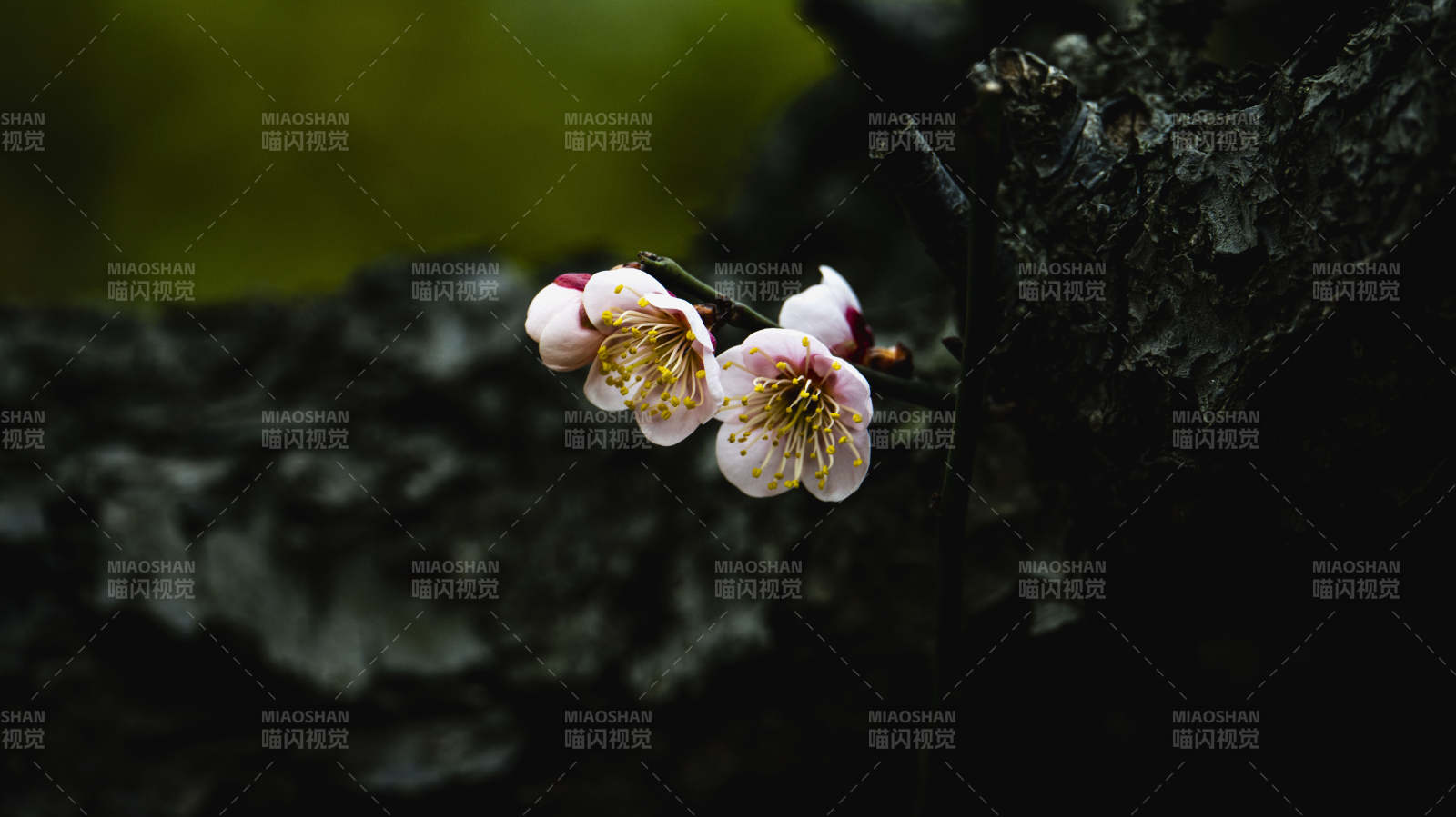 梅花绽放枝头图片