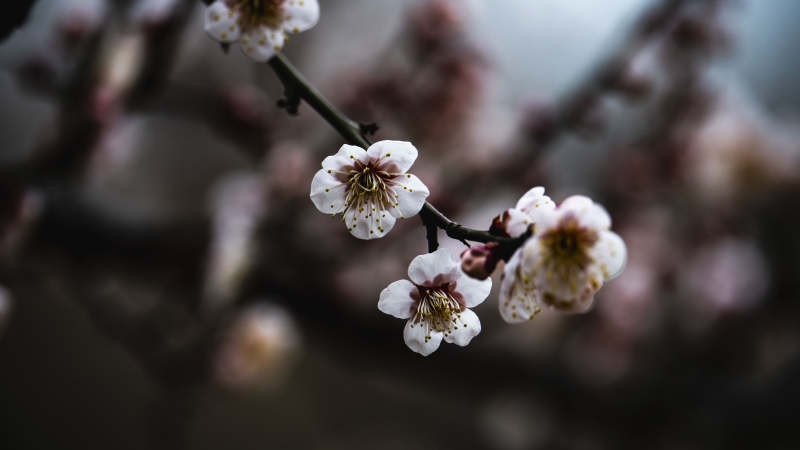 梅花绽放枝头图片