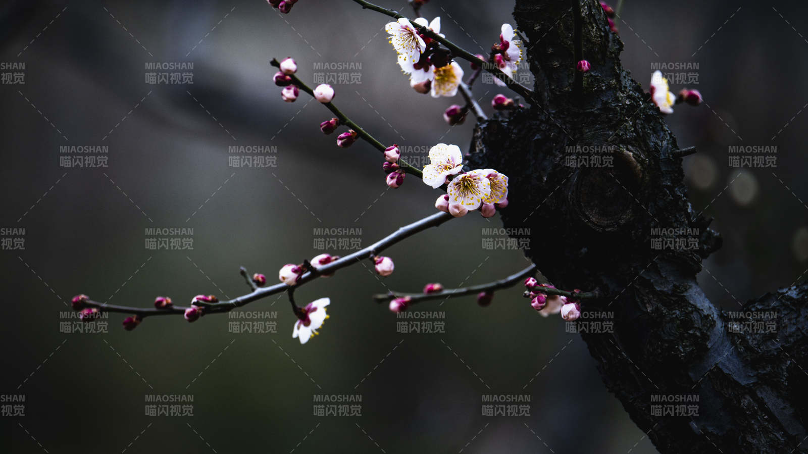 梅花绽放枝头图片