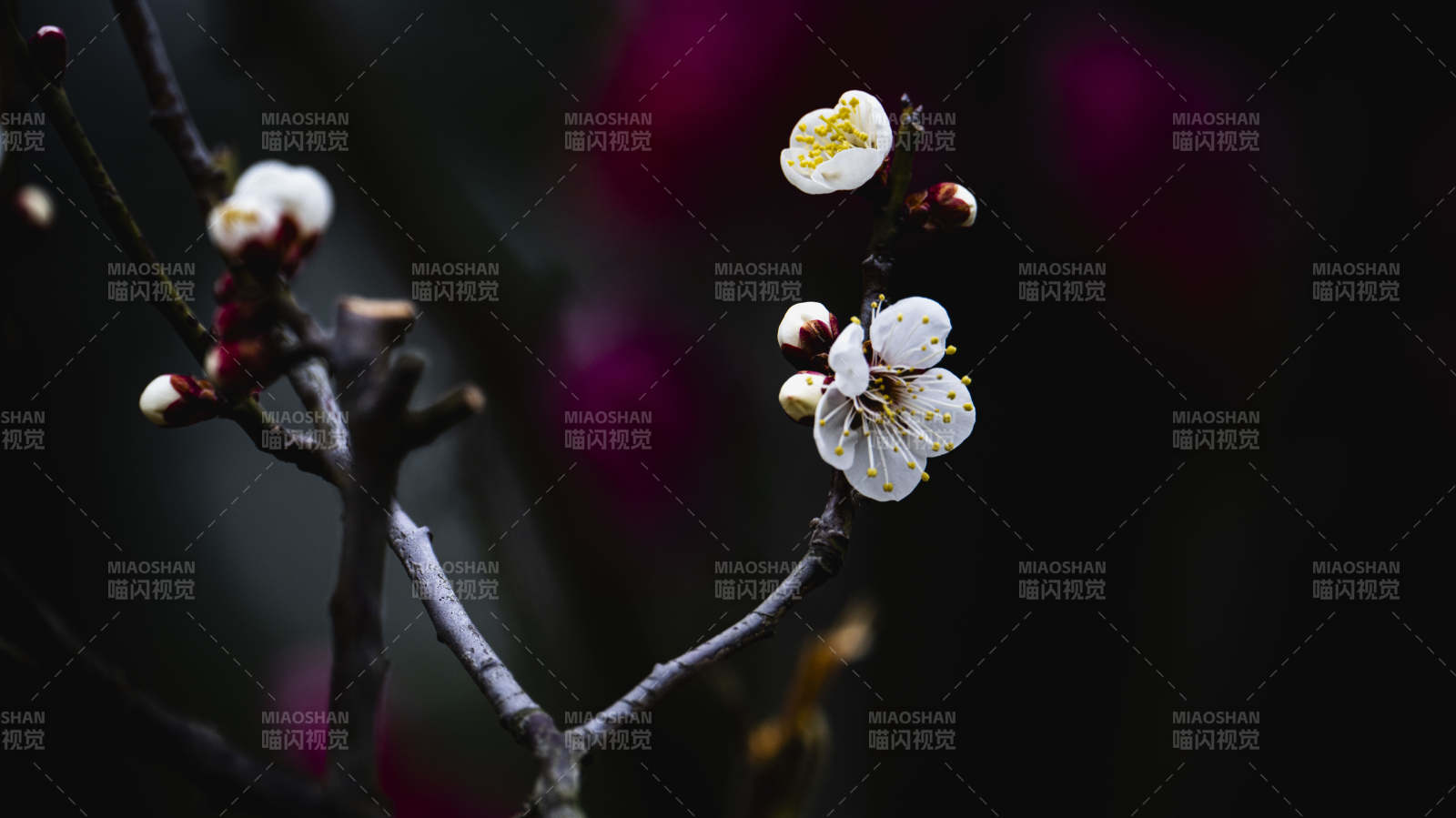 梅花绽放枝头图片