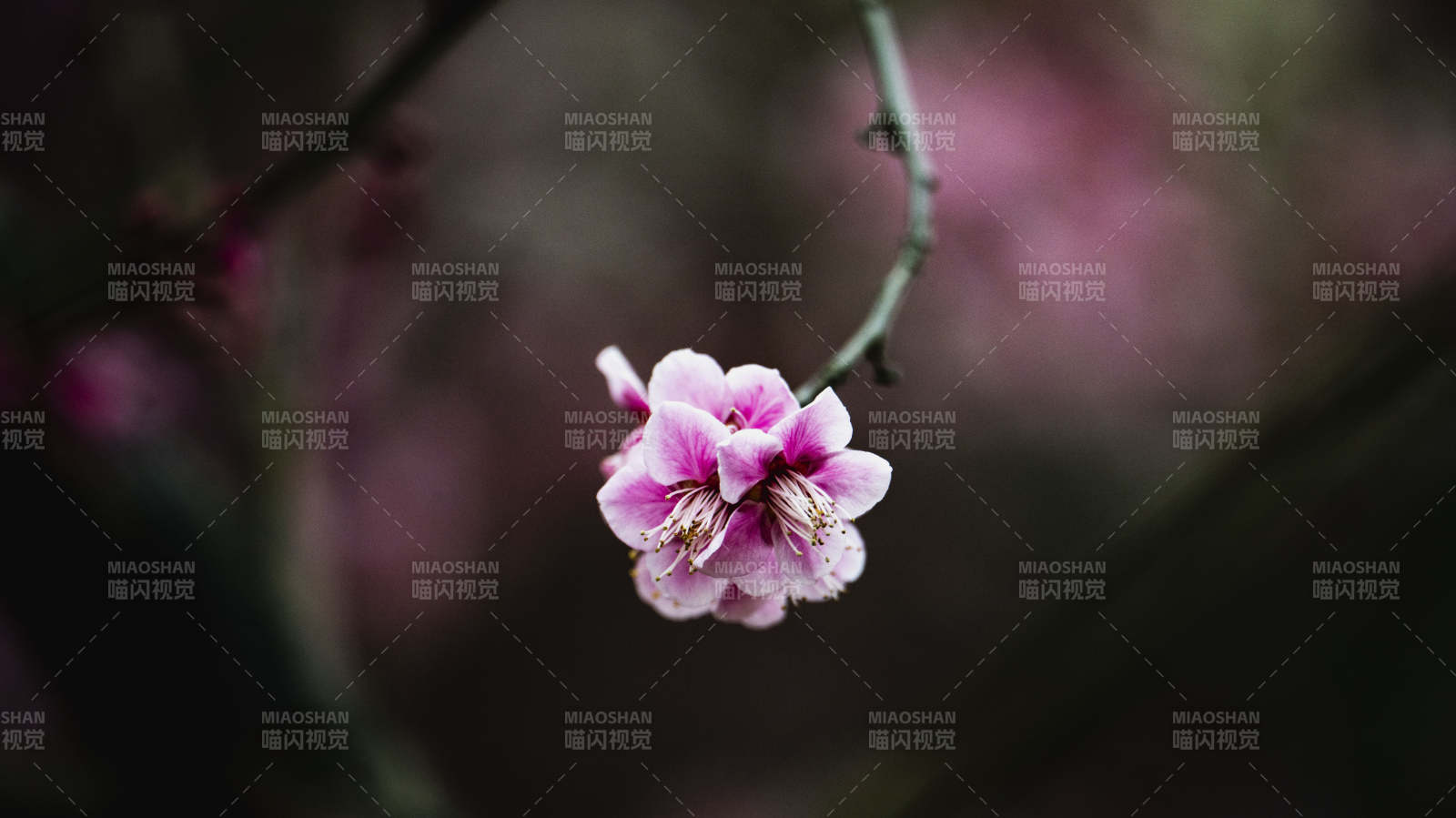 梅花绽放枝头图片