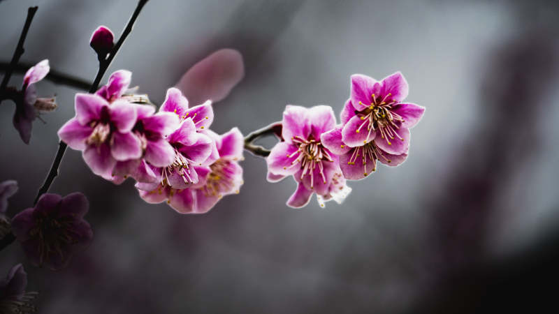 樱花绽放枝头图片