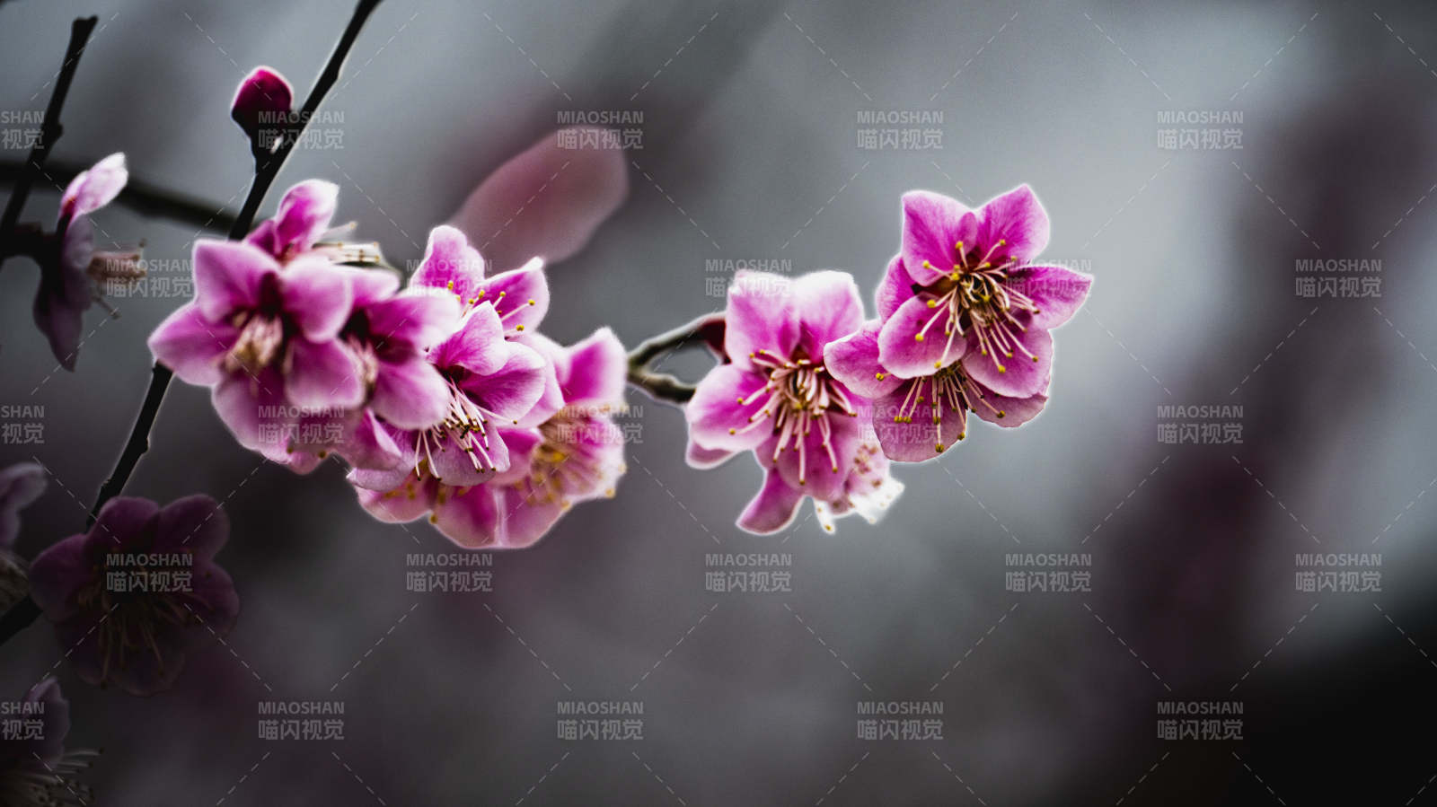 樱花绽放枝头图片