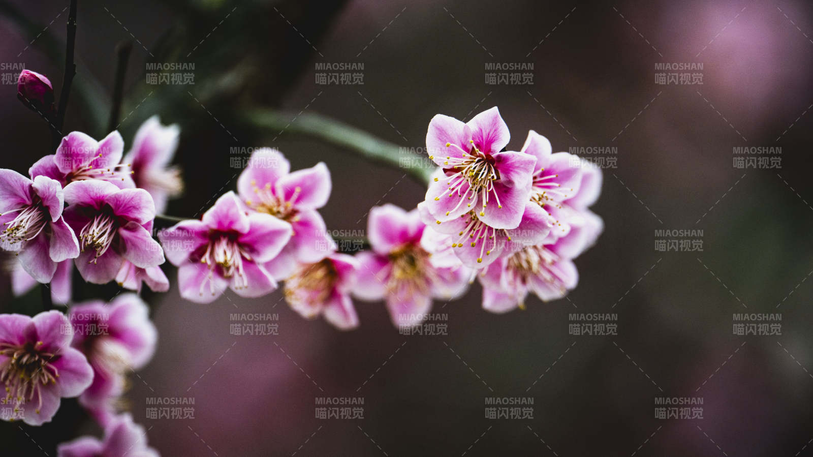 樱花绽放枝头图片