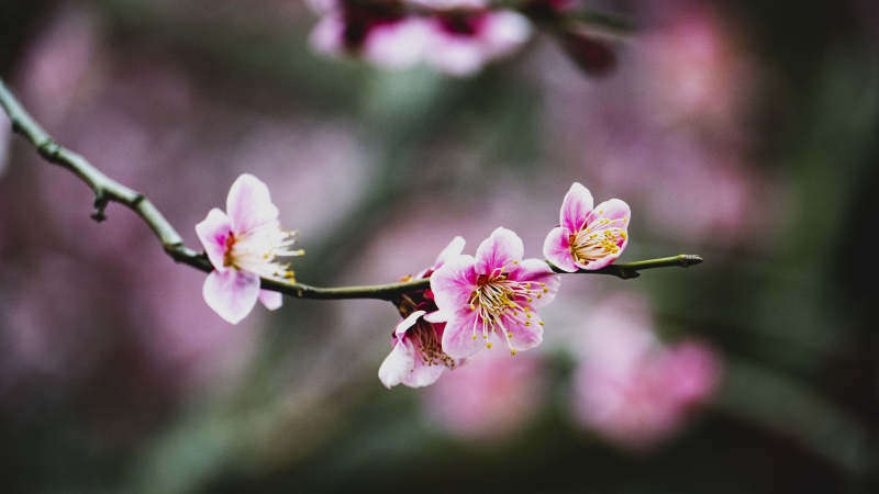 梅花绽放枝头图片