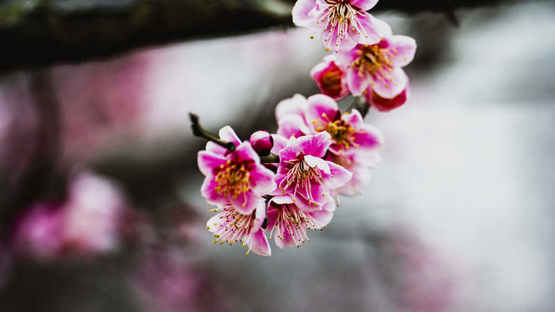 樱花绽放枝头图片