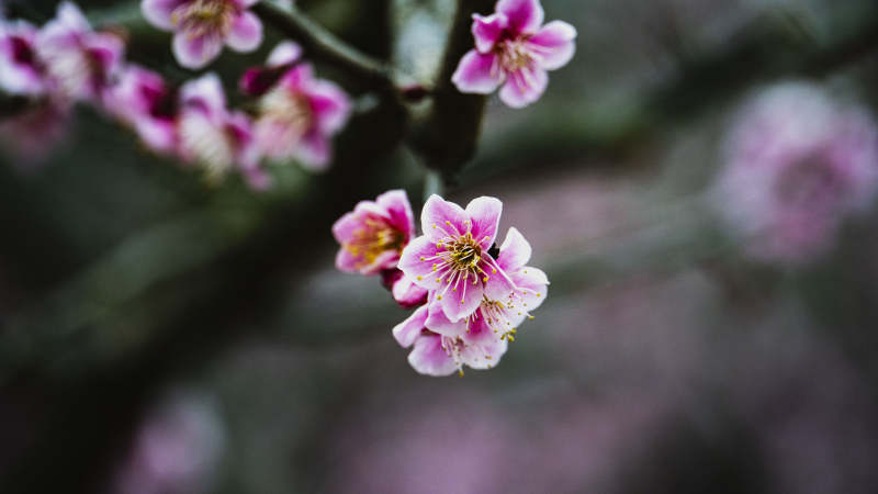 樱花绽放枝头图片
