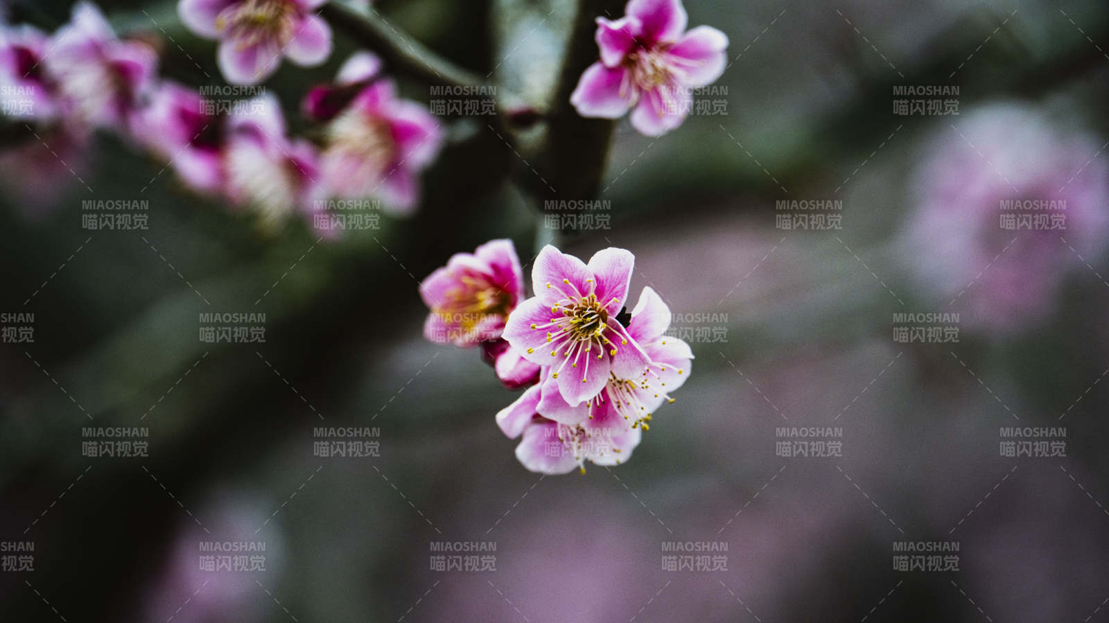 樱花绽放枝头图片