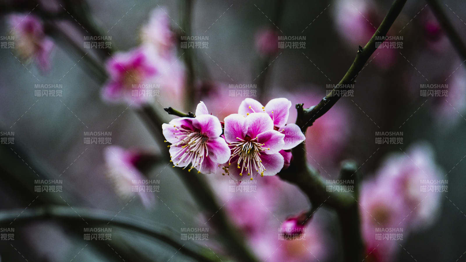 梅花绽放枝头图片