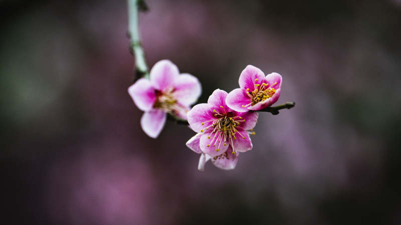 樱花绽放枝头图片