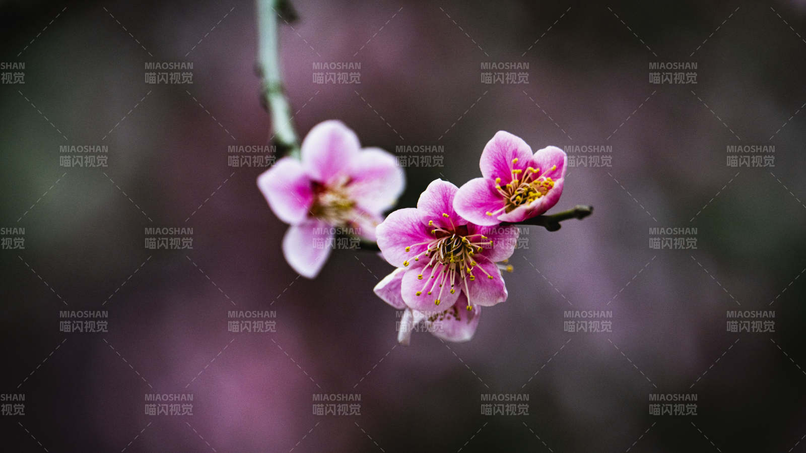 樱花绽放枝头图片