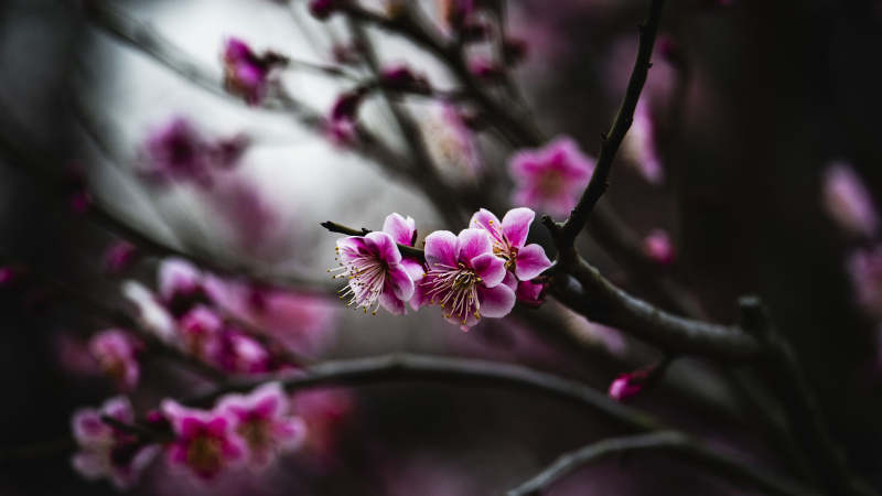 梅花绽放枝头图片