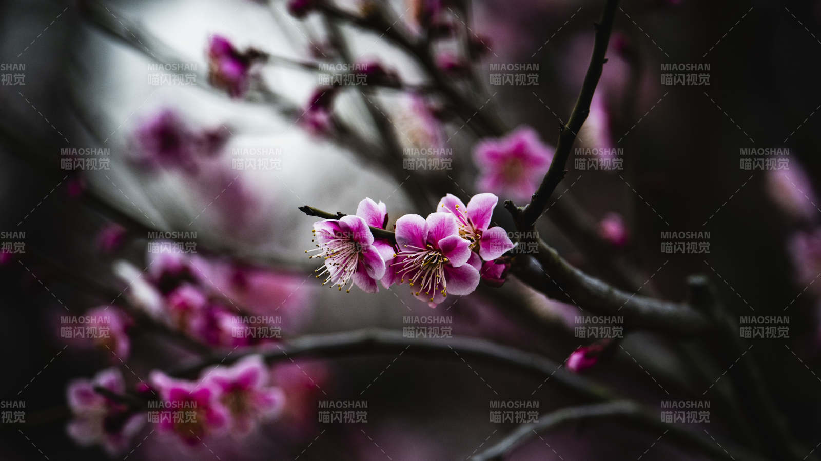 梅花绽放枝头图片