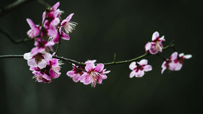 樱花绽放枝头图片