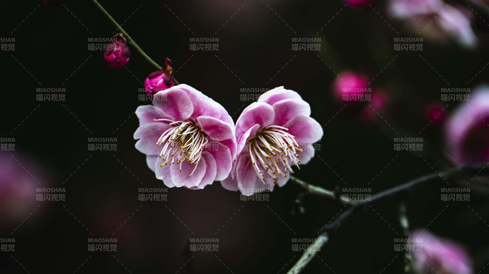 梅花绽放 暗香浮动图片