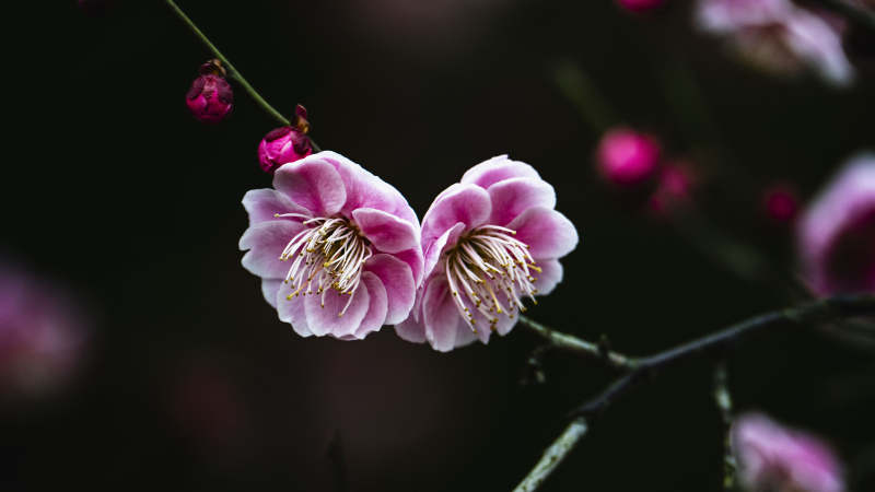 梅花绽放 暗香浮动图片