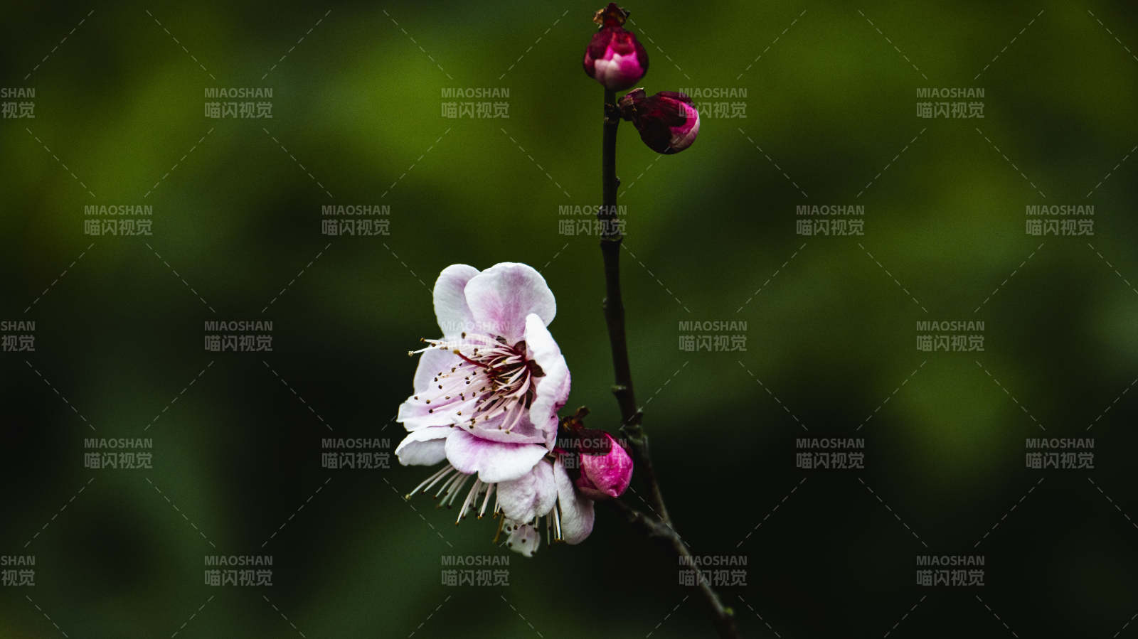 梅花绽放枝头图片