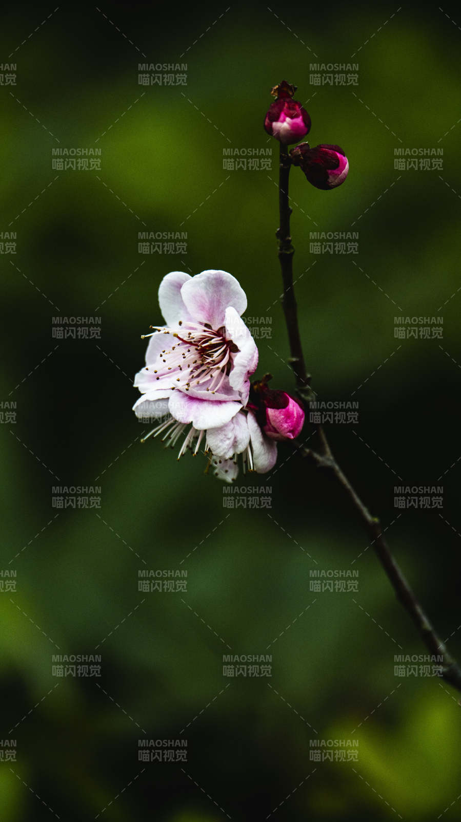 梅花绽放枝头图片
