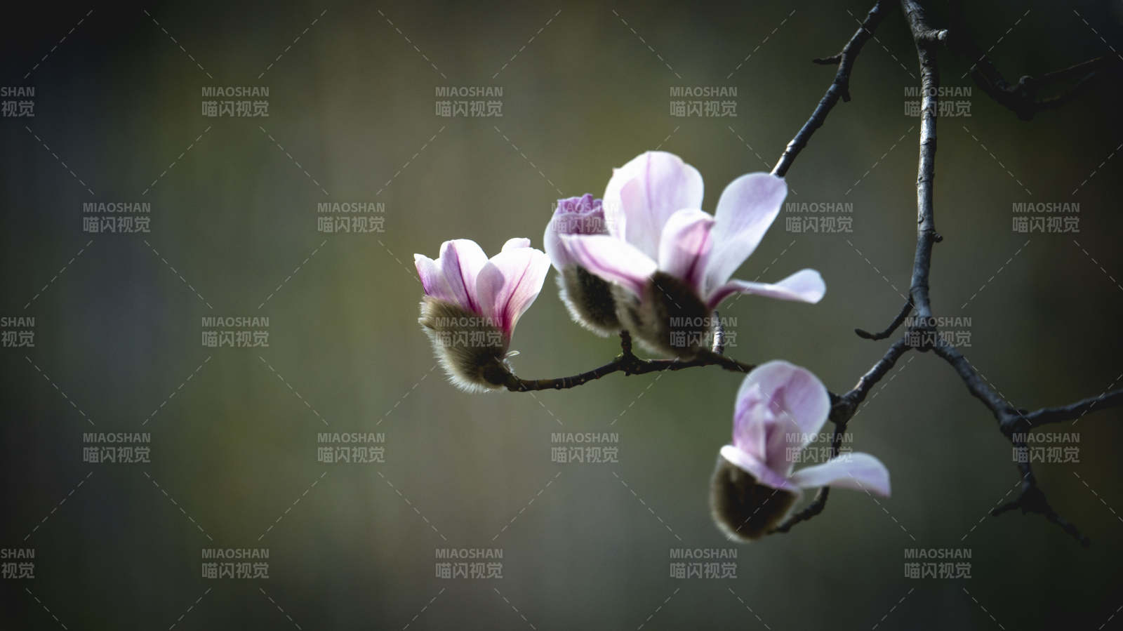 玉兰花绽放枝头图片