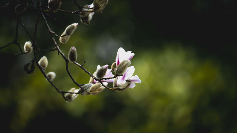 玉兰花开枝头图片