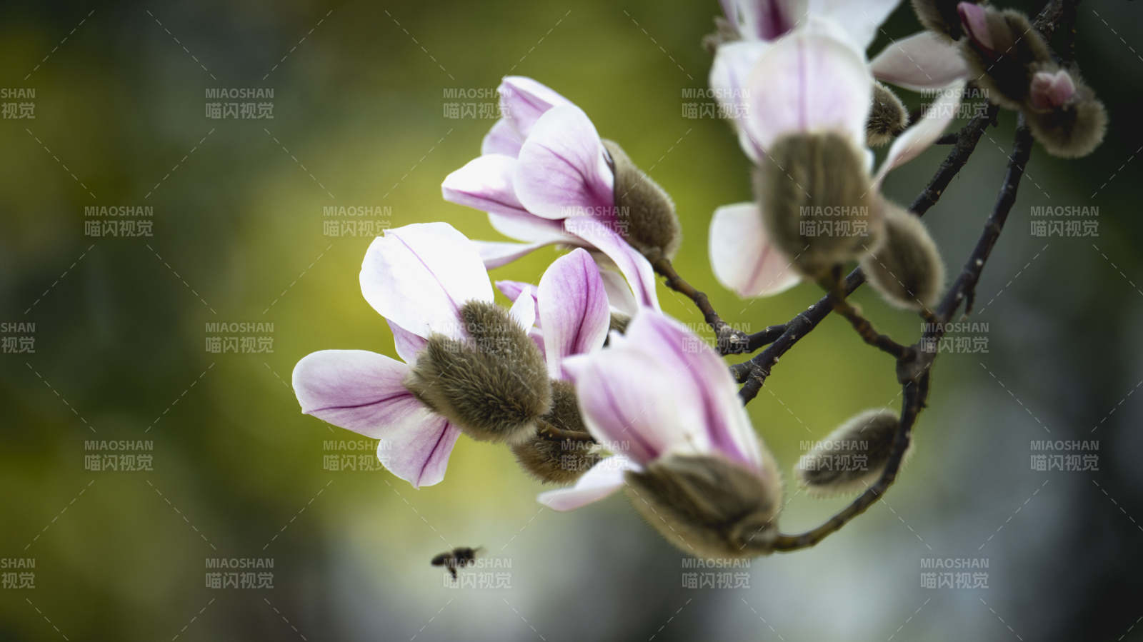 玉兰花与蜜蜂图片