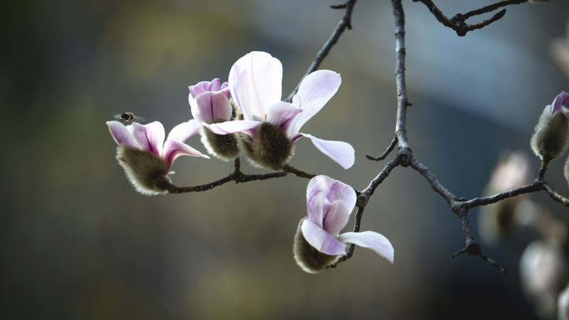 玉兰花绽放枝头图片