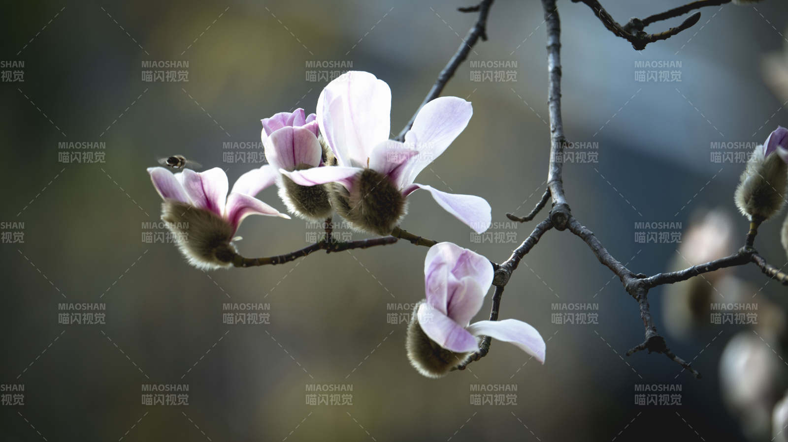 玉兰花绽放枝头图片