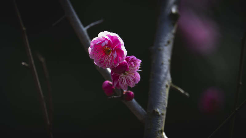 梅花绽放枝头图片