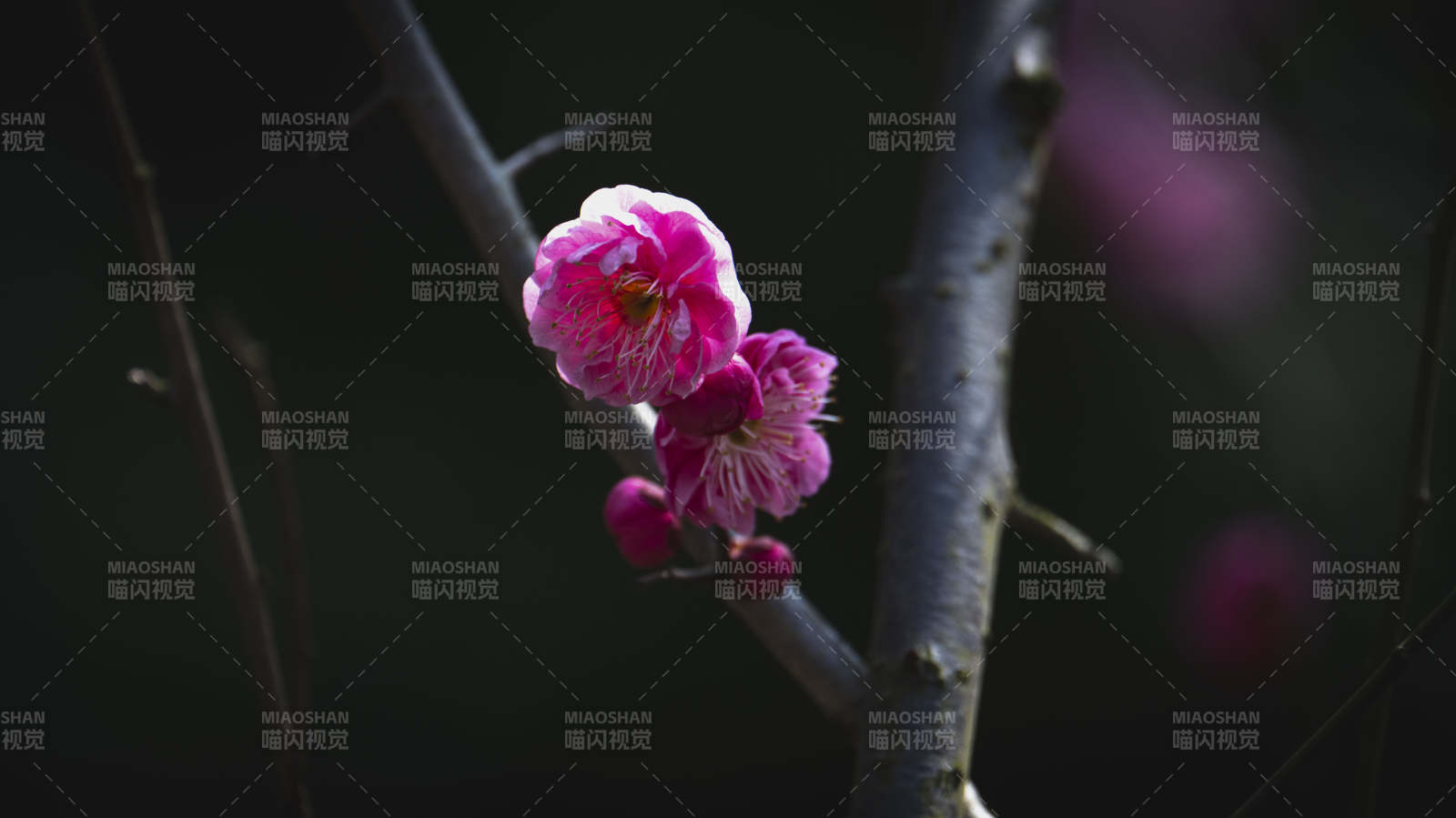 梅花绽放枝头图片