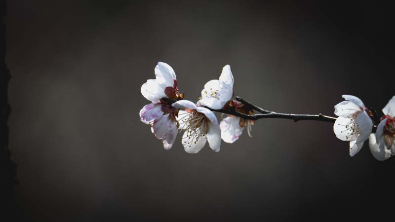 樱花绽放枝头图片
