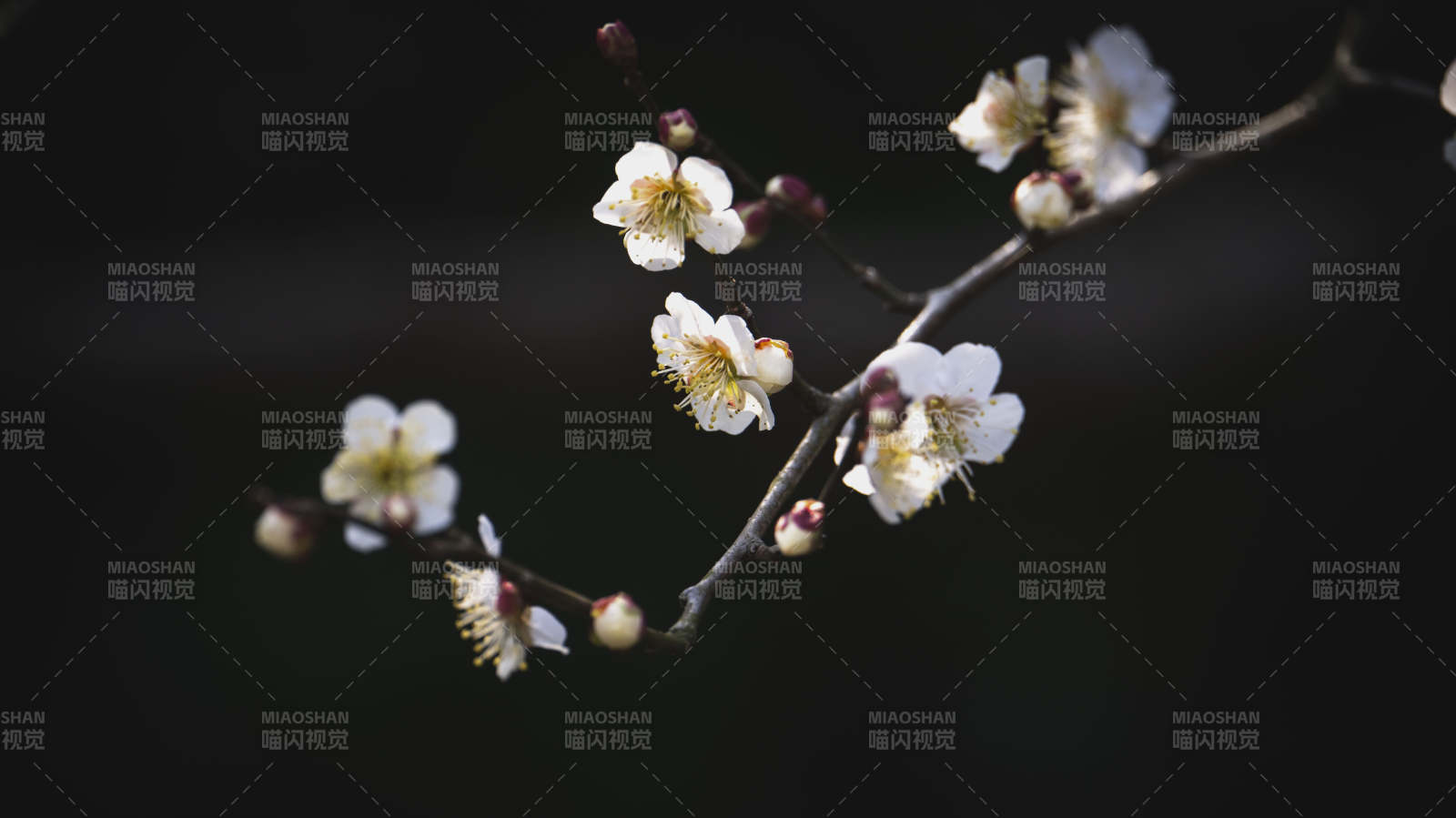 梅花绽放枝头图片